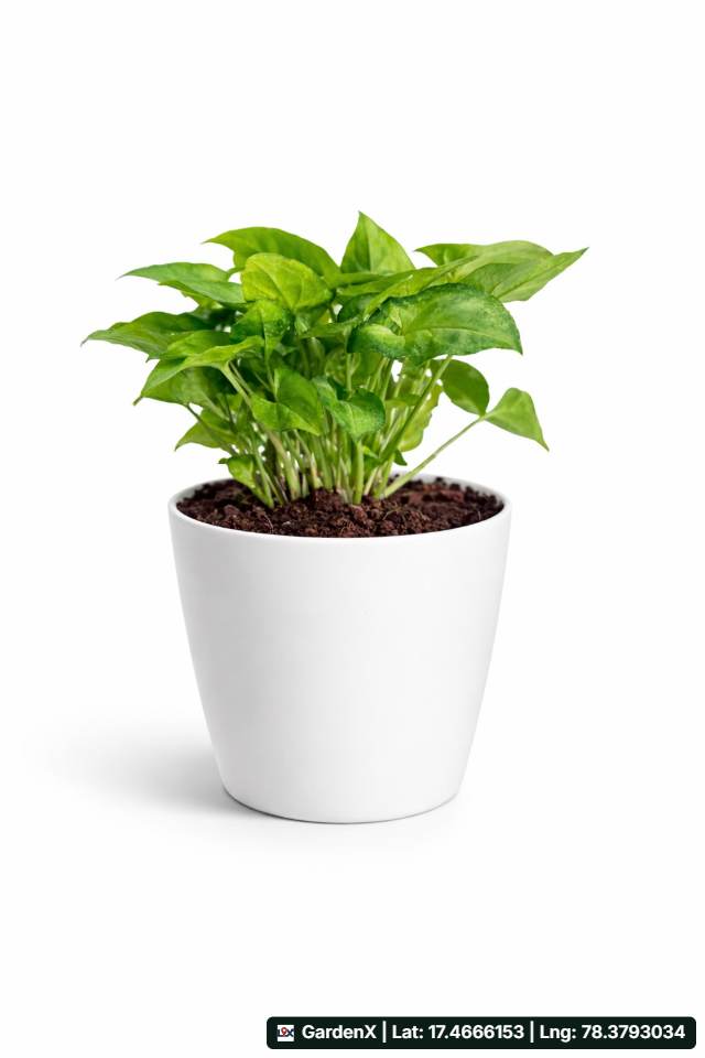 Syngonium (సింగోనియం) for sale in Izzathnagar