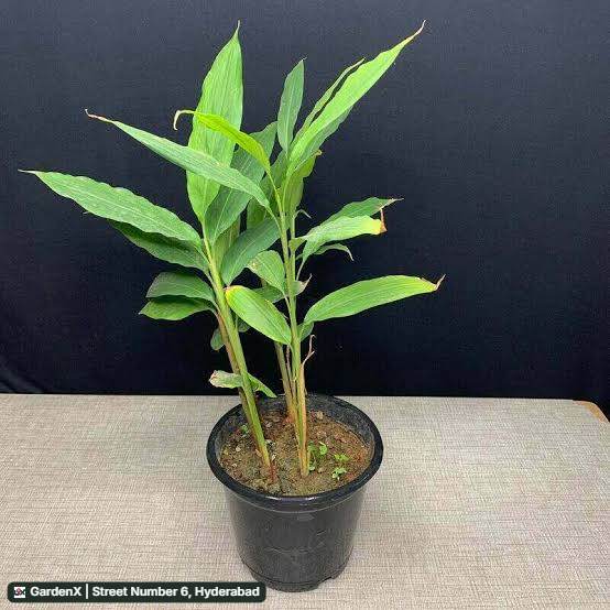 Turmeric Plant (పసుపు మొక్క) in Street Number 6, Hyderabad