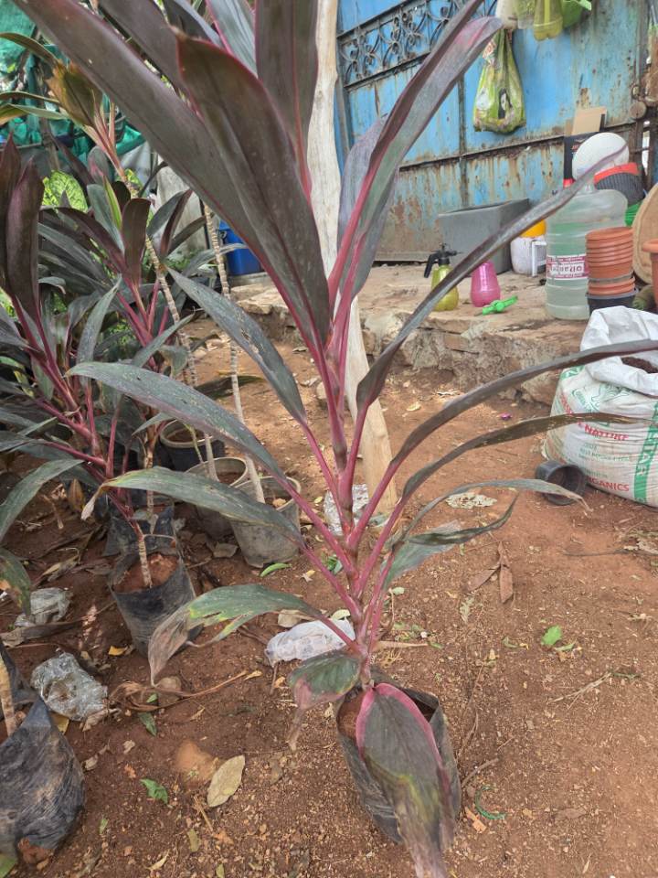 Ti Plant (తిరుమల మొక్క) for sale in Habsiguda