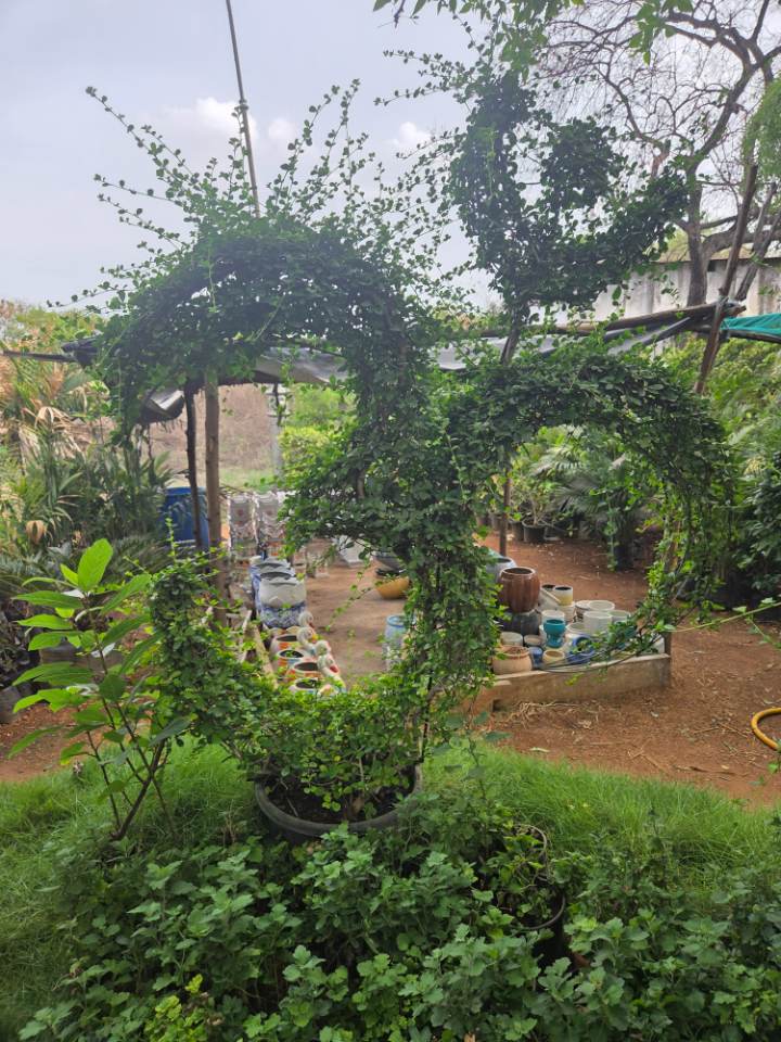 Shaped Ficus Bonsai (మర్రి చెట్టు) for sale in Habsiguda