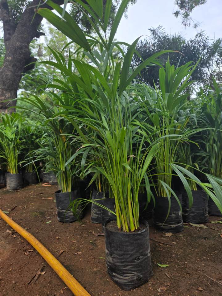 Areca Palm (అరెకా పామ్) for sale in Habsiguda