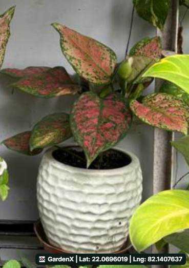 Aglaonema Pink (अग्लोनिमा) in Bhartiya Nagar, Bilaspur