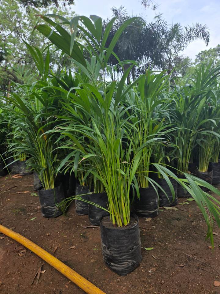 Areca Palm (అరెకా పామ్) for sale in Habsiguda