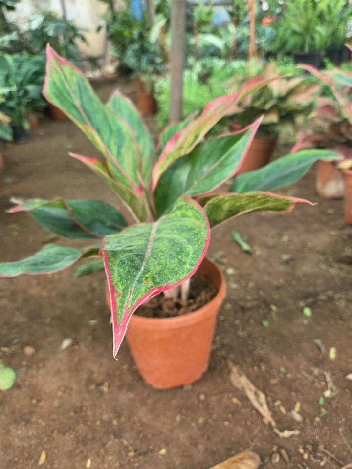 Aglaonema Lipstick (లిప్‌స్టిక్ అగ్లోనీమా) for sale in Habsiguda