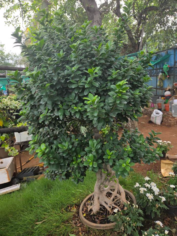 Ficus Ginseng Bonsai (మర్రి చెట్టు) for sale in Habsiguda