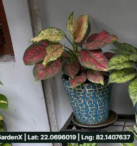Aglaonema Red (लाल एग्लोनिमा) in Bhartiya Nagar, Bilaspur