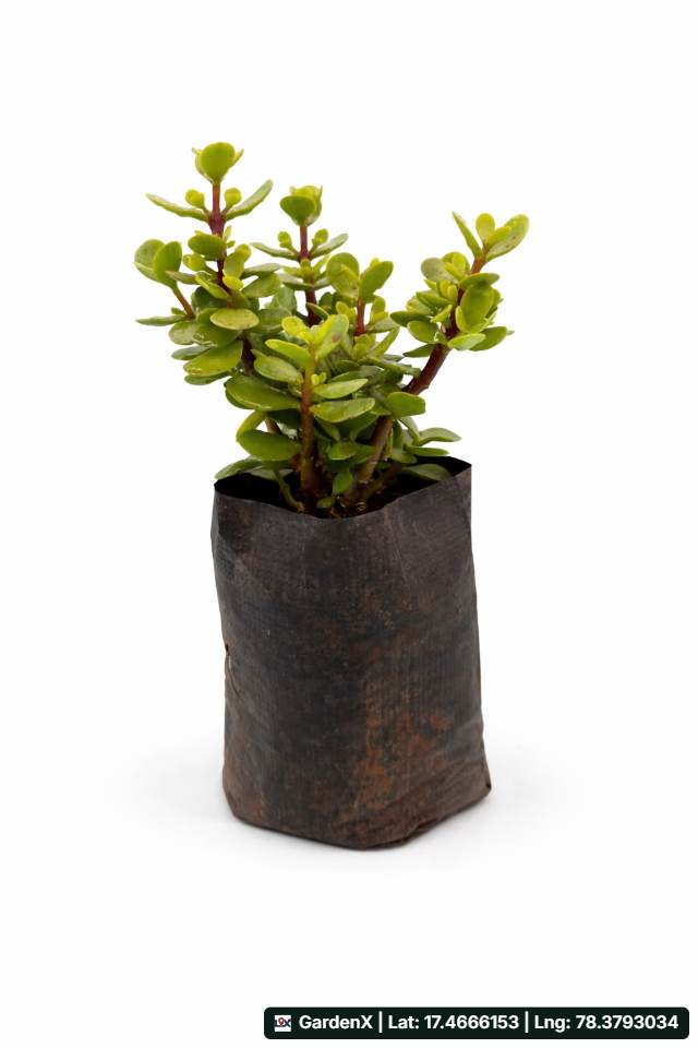 Jade Plant (జడే మొక్క) for sale in Izzathnagar