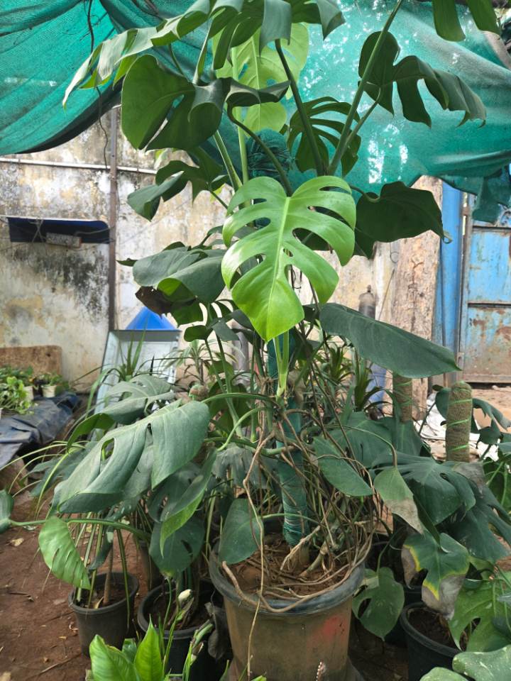 Monstera Deliciosa (మాన్స్టెరా) for sale in Habsiguda