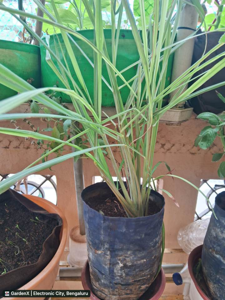 Lemongrass (ಸೇಬಿನ ಹುಲ್ಲು) in Street Number 6, Hyderabad