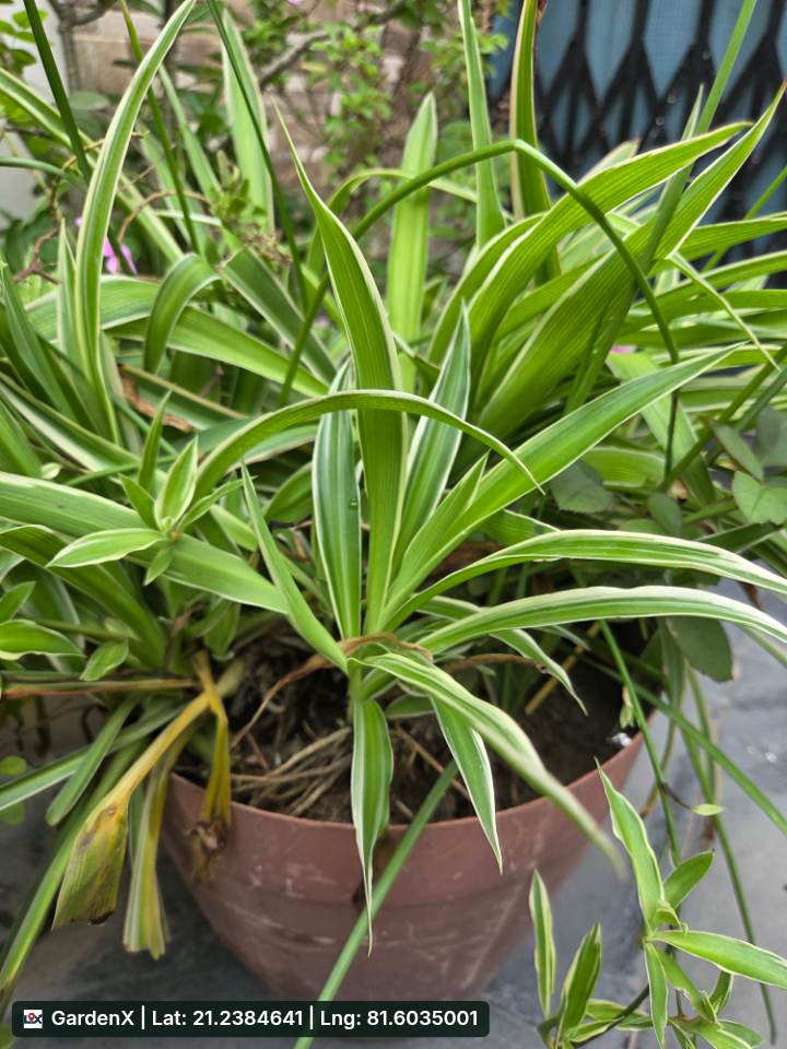 Spider Plant (स्पाइडर प्लांट) in Amanaka, Raipur