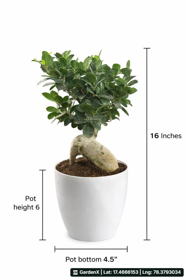 Ficus Ginseng Bonsai (మర్రి బోన్సాయ్) for sale in Izzathnagar