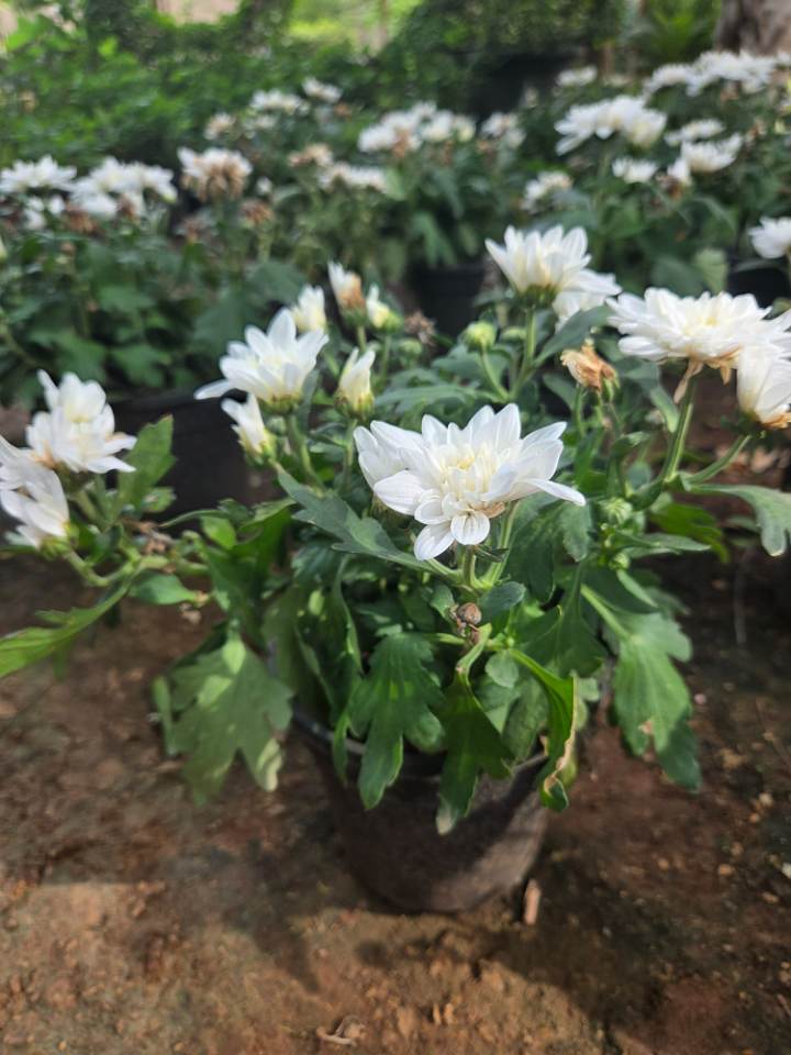 White Chrysanthemum (చామంతి పువ్వు) for sale in Habsiguda
