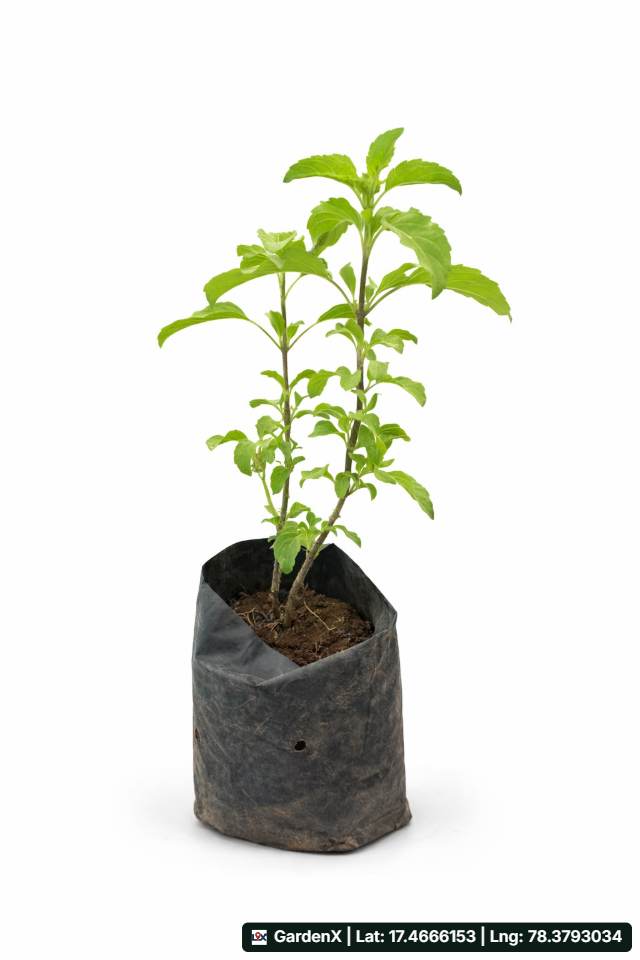 Healthy Holy Basil (తులసి) for sale in Izzathnagar