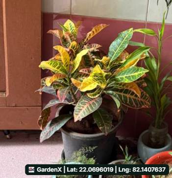 Vibrant Croton (क्रोटन) in Bhartiya Nagar, Bilaspur