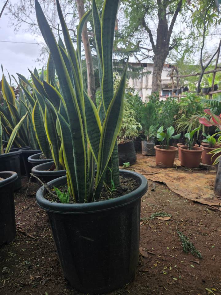 Snake Plant (నాగదంతి మొక్క) for sale in Habsiguda