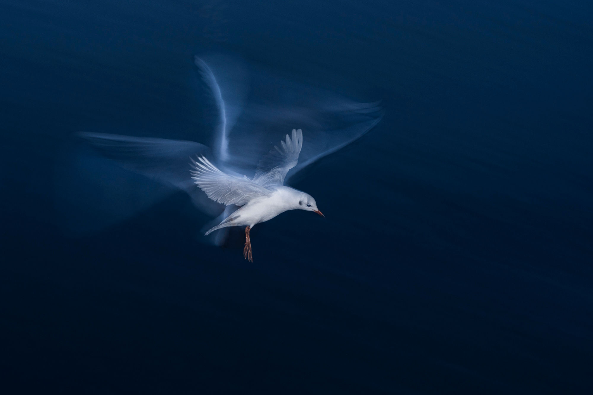 Flying Angel