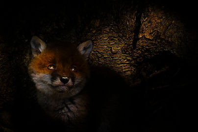 fuchs1.jpg