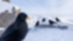 Alpendohlen1.jpg
