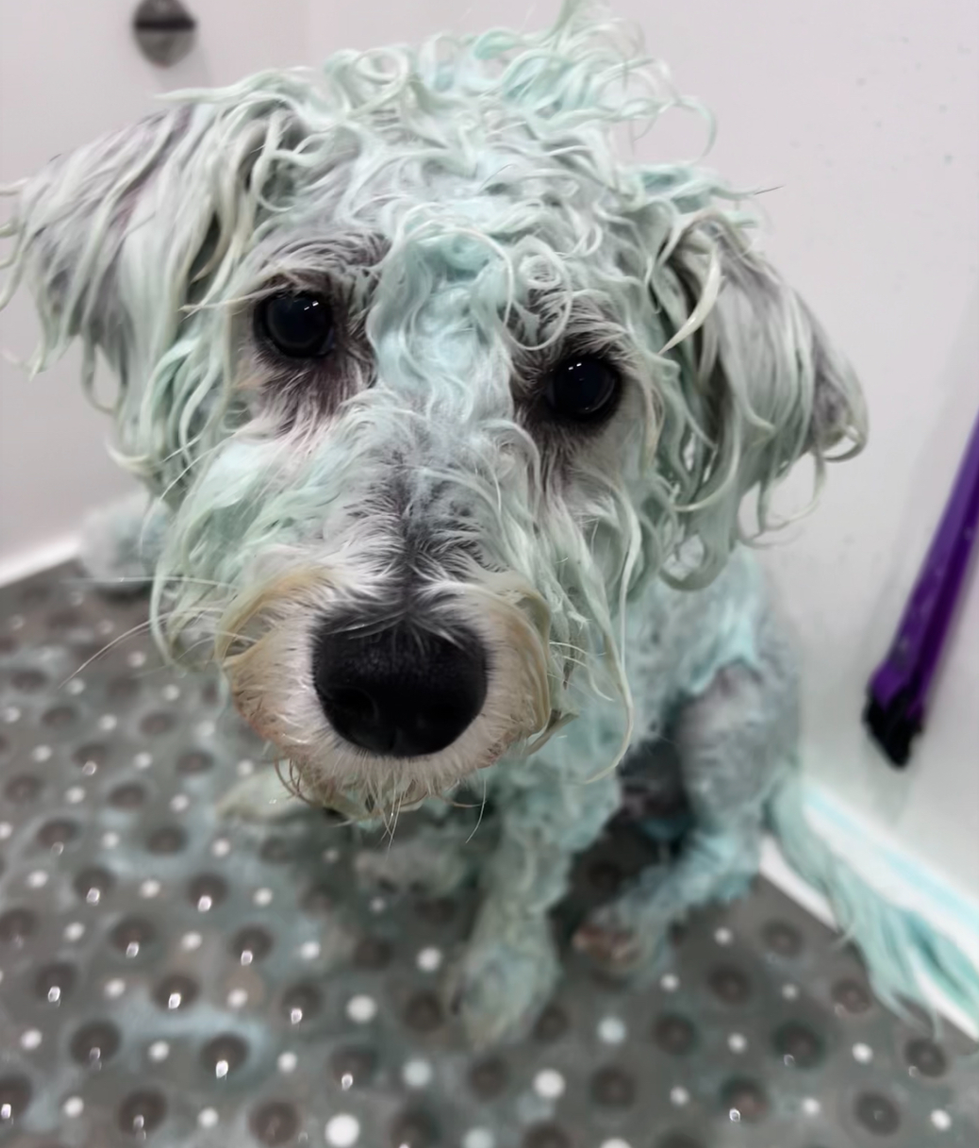Bailey in the bath