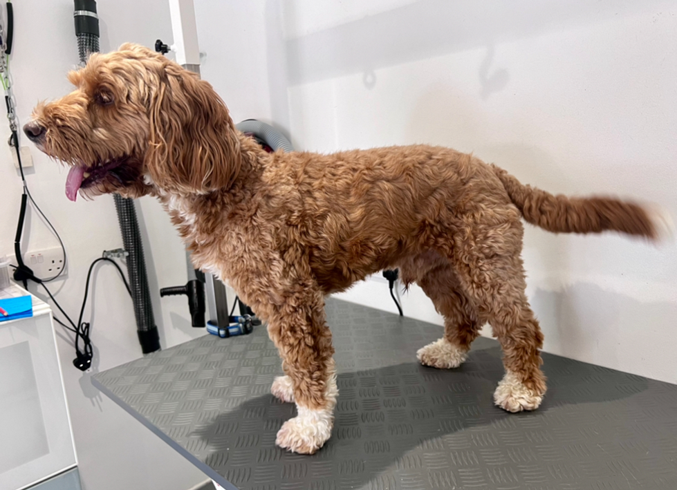 Max before groom photo