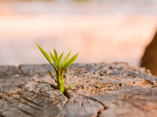 The Body's Self-Renewal