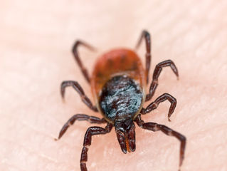 The dangers of ticks