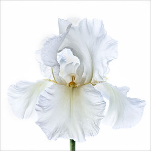 WHITE IRIS by June Hill.jpg