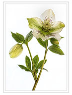 HELLEBOROUS ORIENTALIS by June Hill.jpg