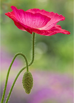 SHIRLEY POPPY by June Hill.jpg
