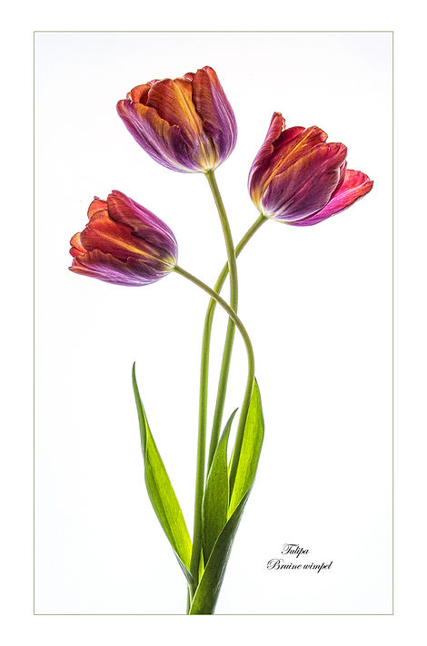 TULIPA BRUINE WIMPEL by June Hill.jpg