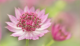 ASTRANTIA by June Hill.jpg