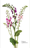 Verbascum scrophulariaceae sharpened.jpg