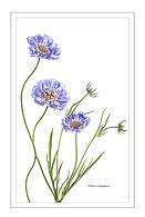 SCABIOSA 3 by June Hill.jpg