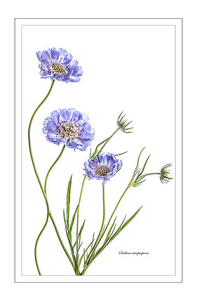 SCABIOSA 3 by June Hill.jpg
