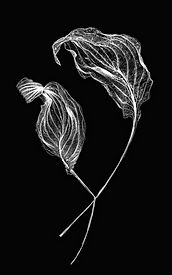 WIZENED LEAVES 3.jpg