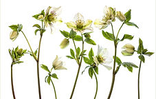 HELLEBOROUS by June Hill.jpg