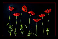 Poppies on black.jpg