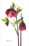 HELLEBOROUS ORIENTALIS 2 by June Hill.jp