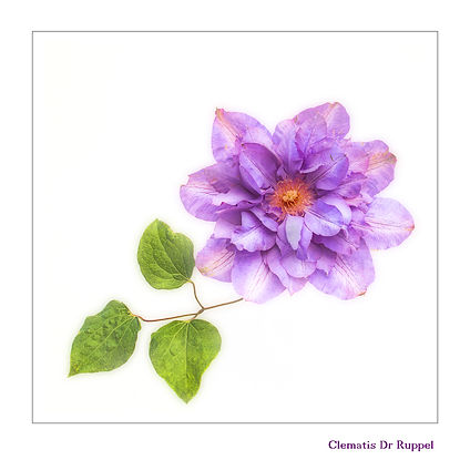 CLEMATIS DR RUPPEL by June Hill.jpg