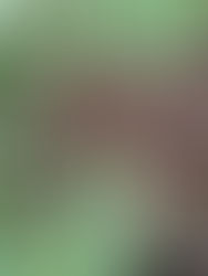 Forbes gets Regenerative