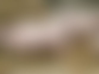 pastured pigs eating hay