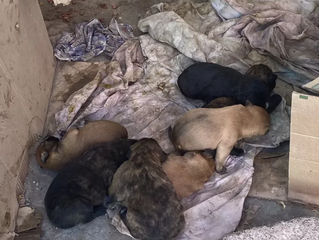 Población canina problema de salud pública en Chimalhuacán