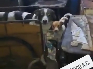 Descubren criadero clandestino de perros en Neza, vendían la carne a taquerías
