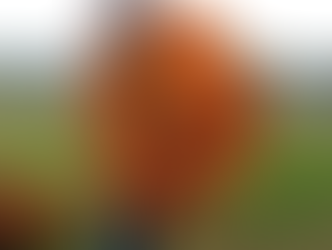 Previo al Día de Muertos, floricultores inician recolección de flor de cempasúchil