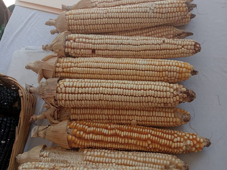 Importaciones de maíz repuntan en 2026; ANAM lanza alerta