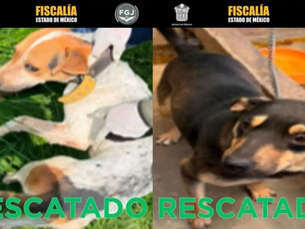 Rescatan a varios animales por presunto maltrato en Ixtapaluca