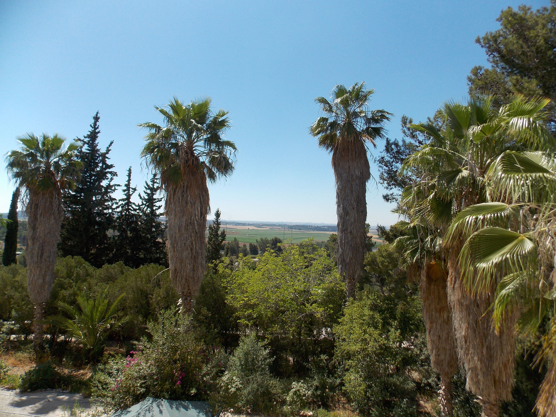 palm trees