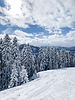 Snowy winter forest