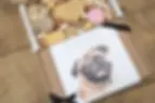 Thumbnail: Pug Dog Treat Box Ideas