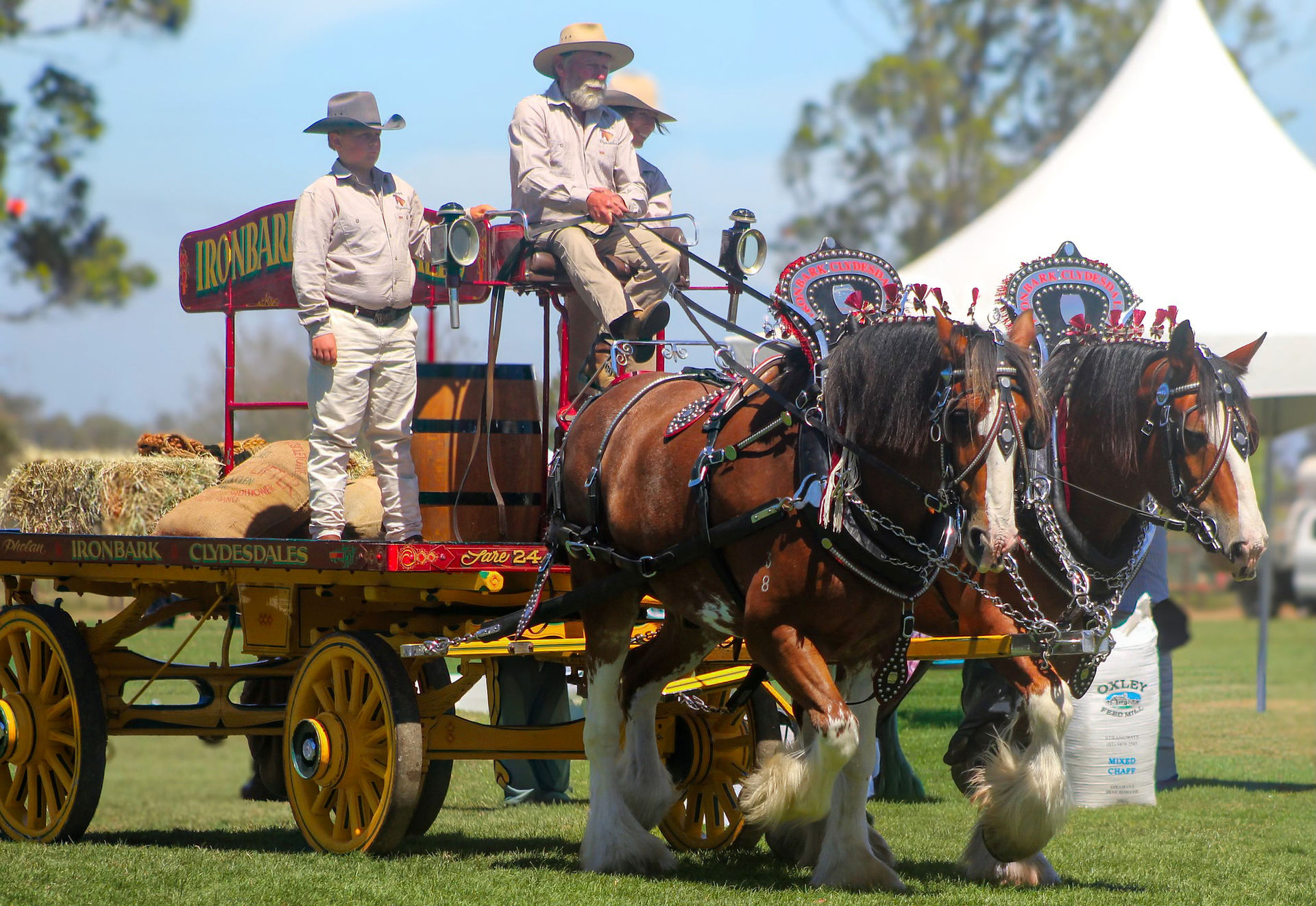 Darren Phelan and the Ironbark Clydesdales team